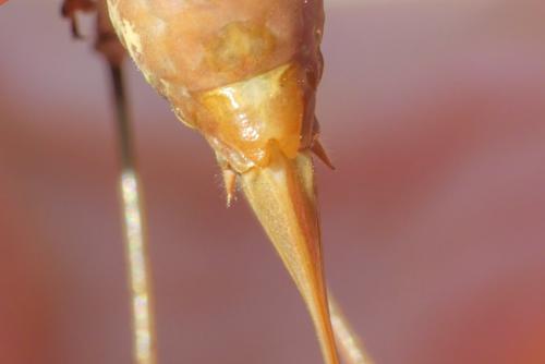 Antaxius hispanicus